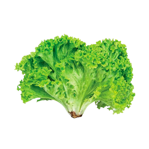 ALFACE CRESPA 1 UN UNIDADE